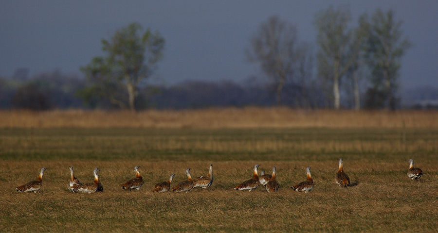 13 Großtrappen (Otis tarda)