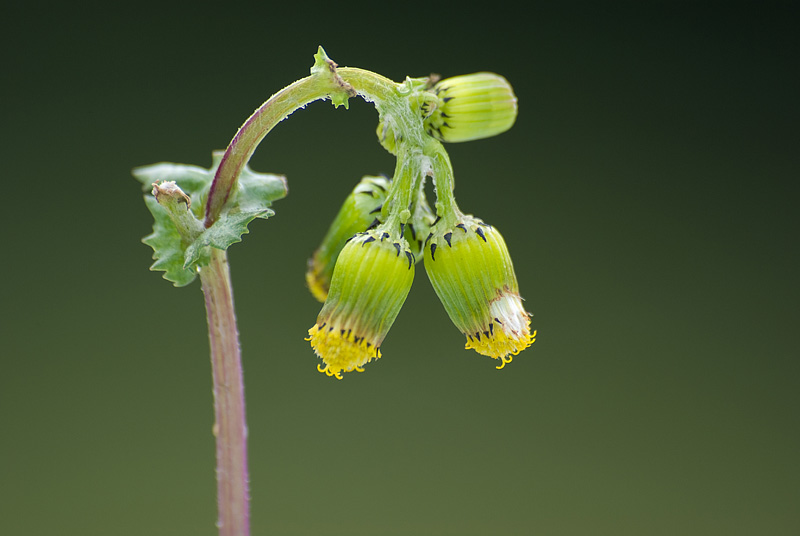 ~Auch Unkraut kann schön sein~