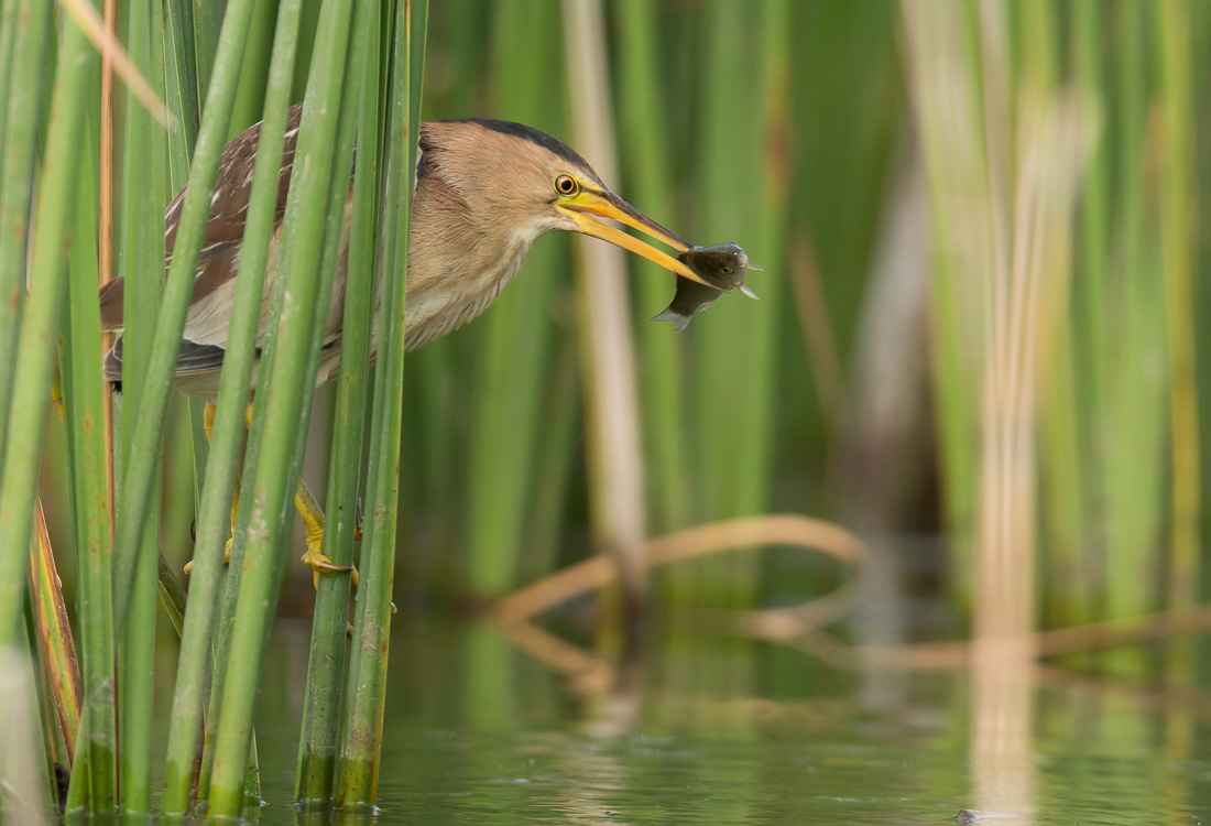 Ha, haaa, haaaaaab.....