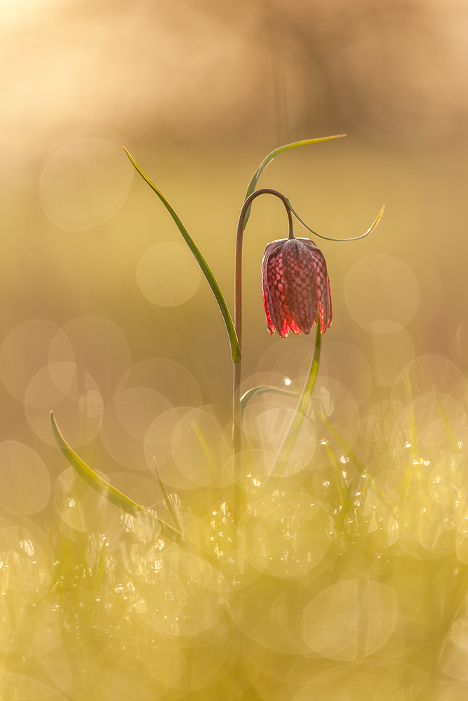Schachblumenbokeh