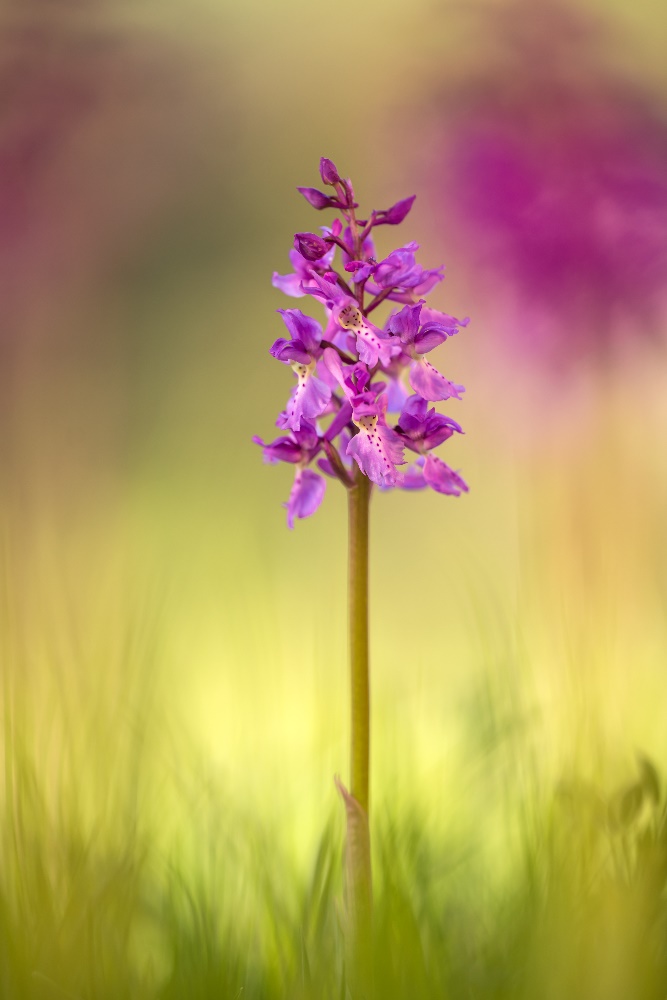 Orchis mascula