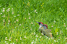 Lehrstunde bei den Grünspechten