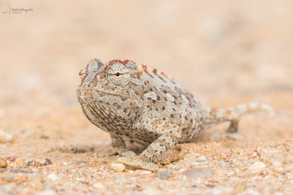 Wüstenchamäleon