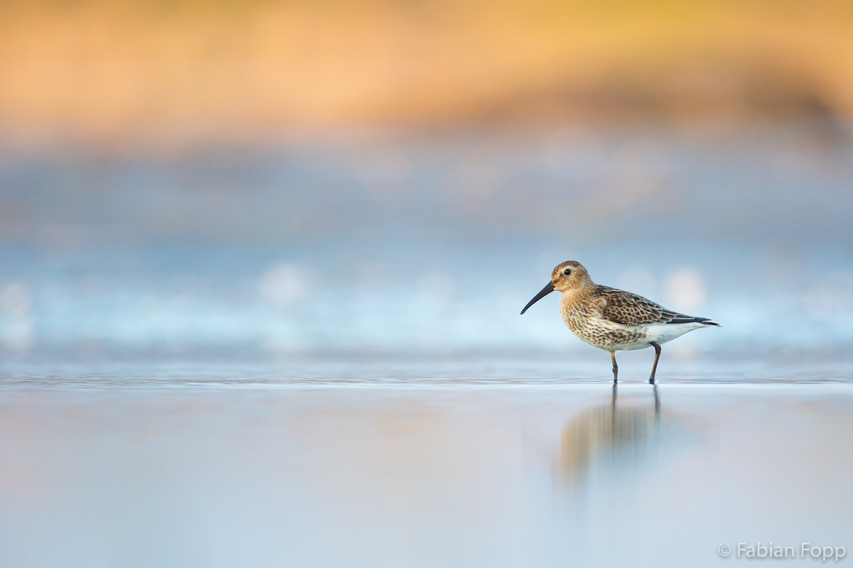 Alpenstrandläufer (Calidris alpina)