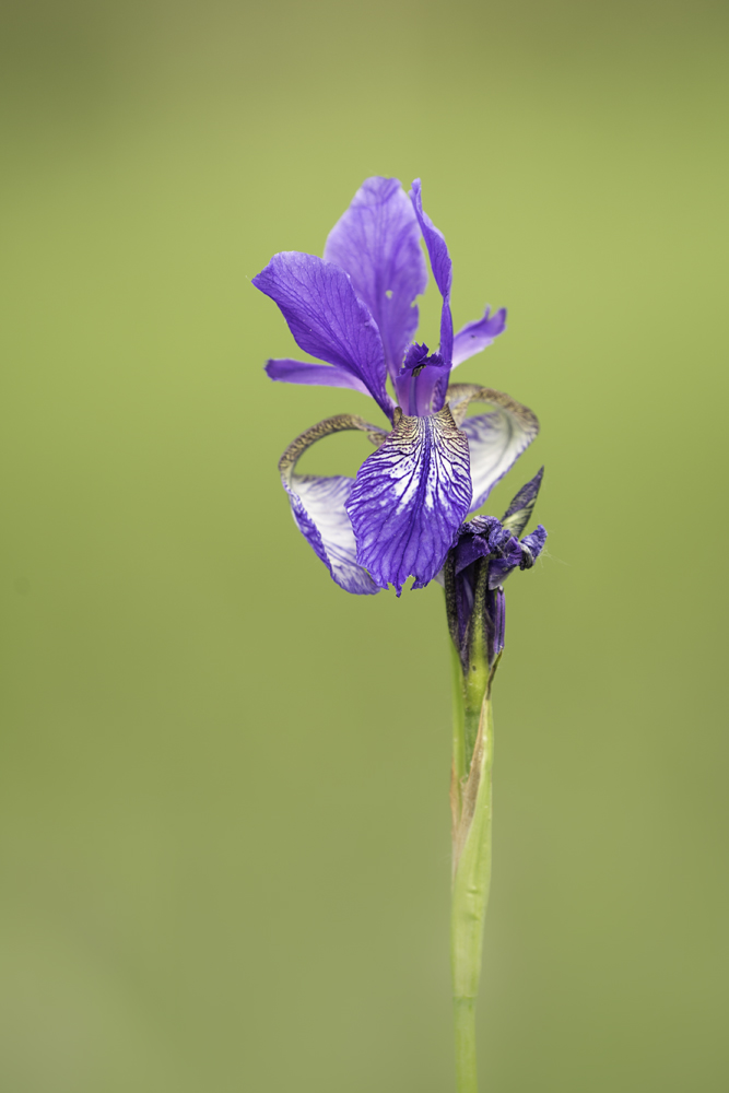 Iris Sibirica