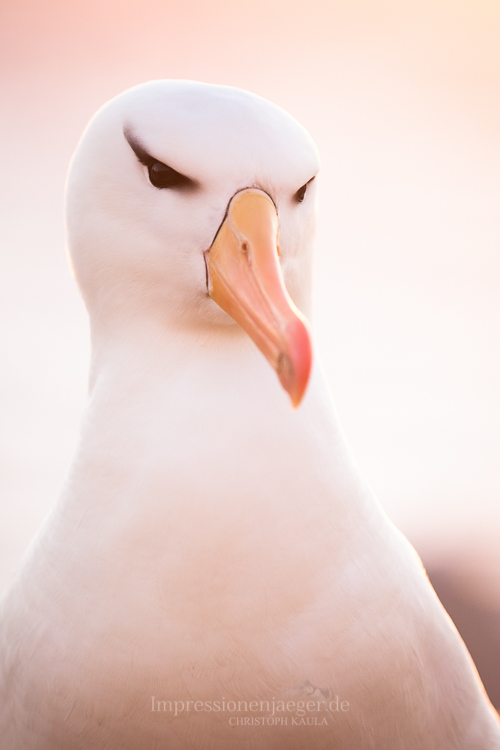 Schwarzbrauen-Albatros
