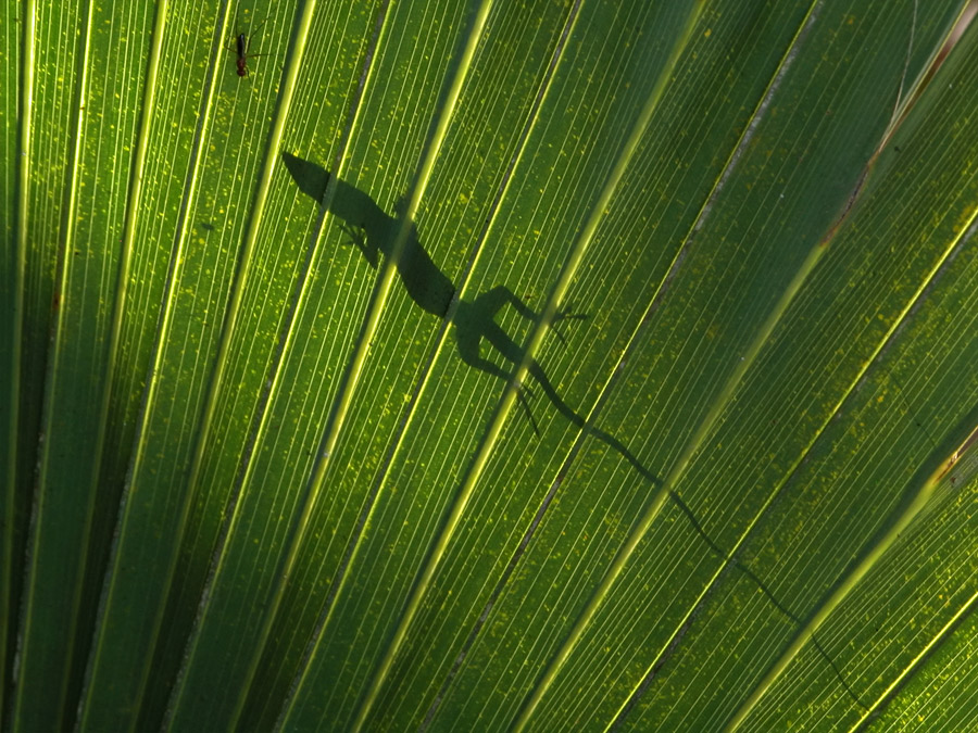 Grüner Anolis - 2