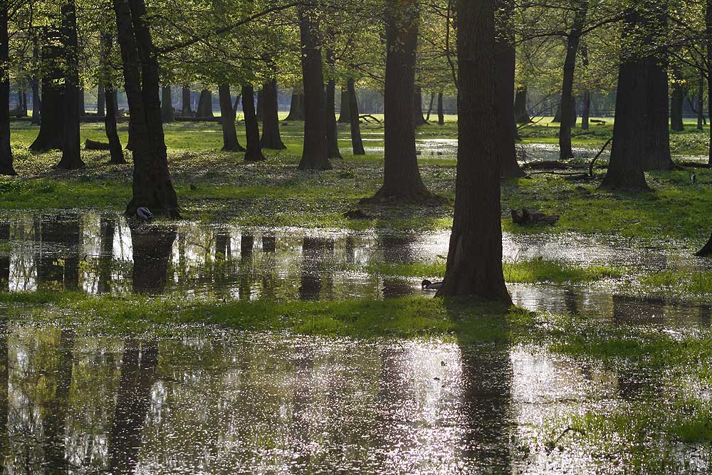 Leipziger Auenwald im Gegenlicht