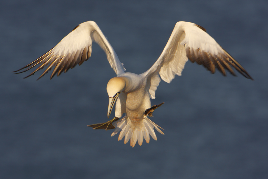 Landeklappen und Fahrwerk ausgefahren...
