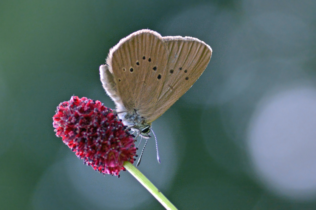 Dunkler Wiesenknopf-Ameisenbläuling - Doku