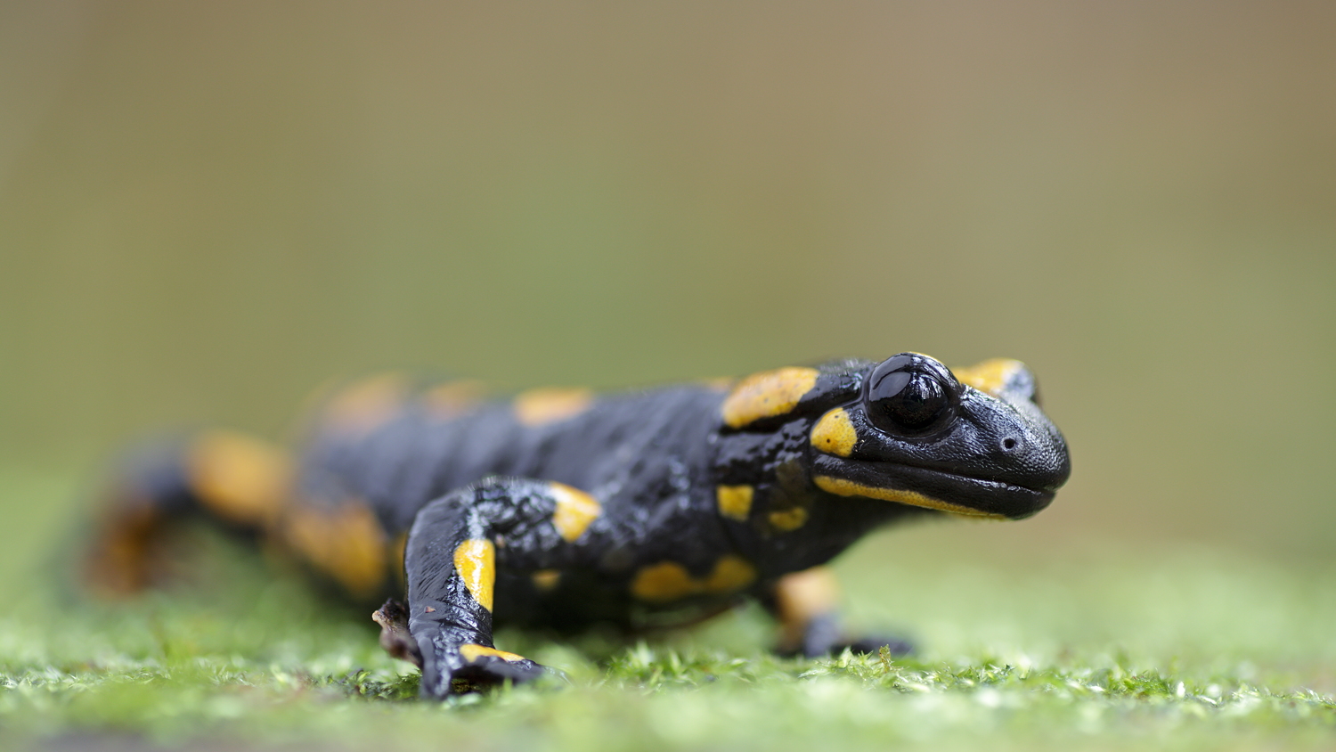 Salamandra salamandra