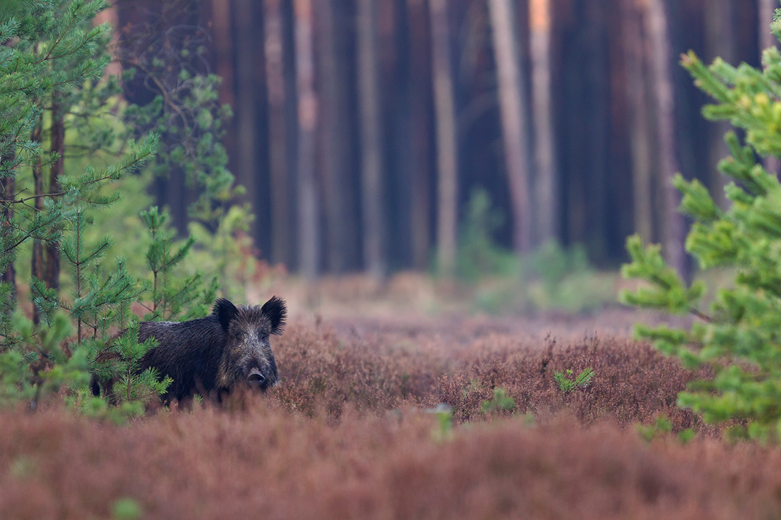 Schweineglück dank Glücksschwein