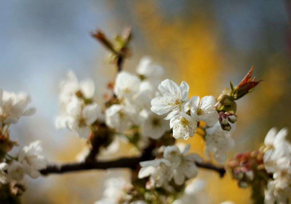 Kirschblüten