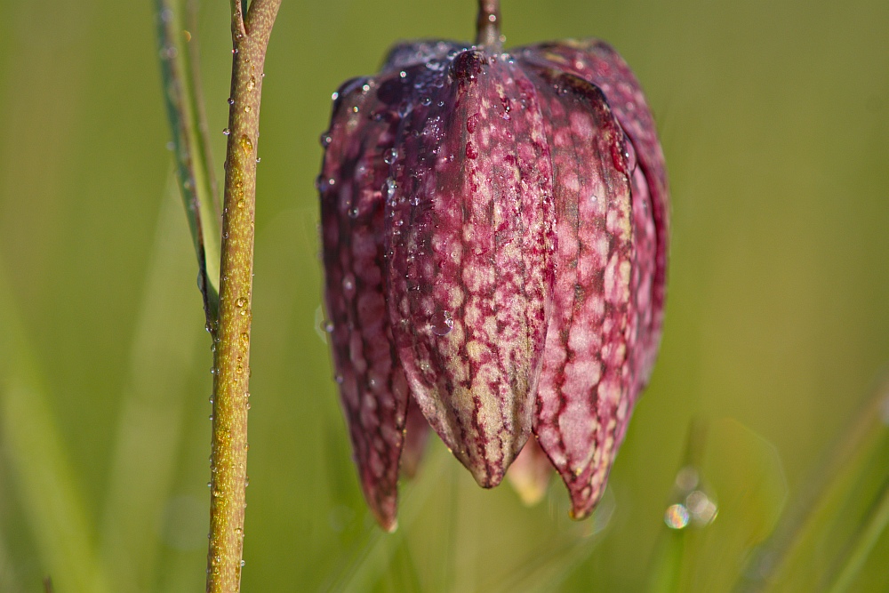 Porträt einer Schönheit