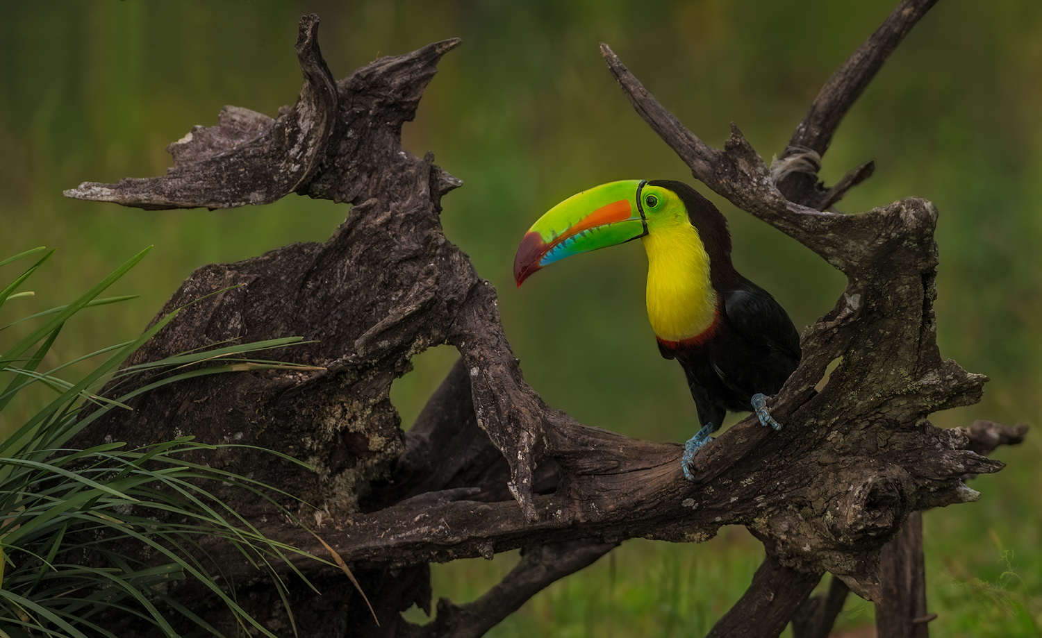 Fischertukan_ein_farben_wunder