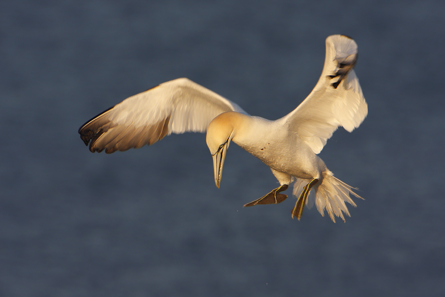 Nochmal einen "Bassi"