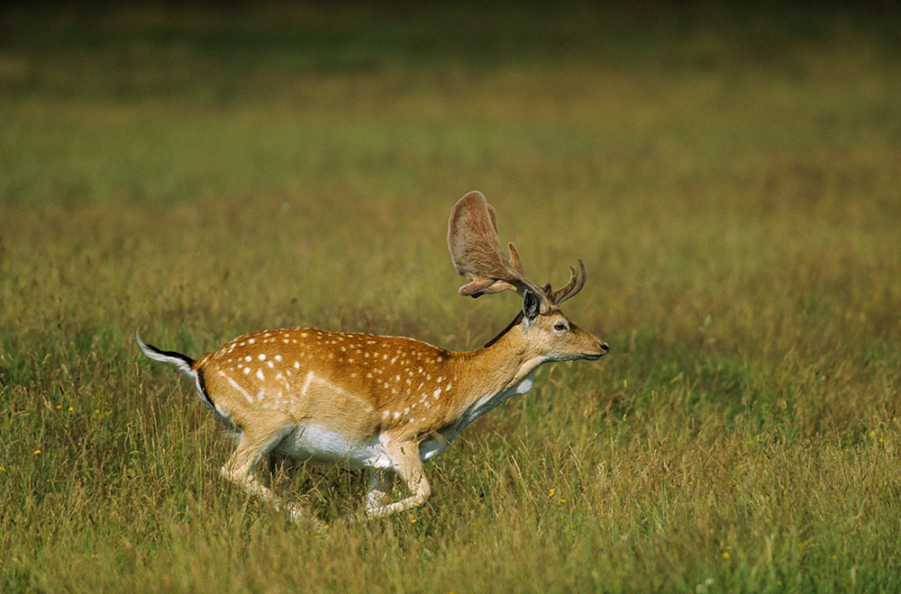 Damhirsch mit Bastgeweih.
