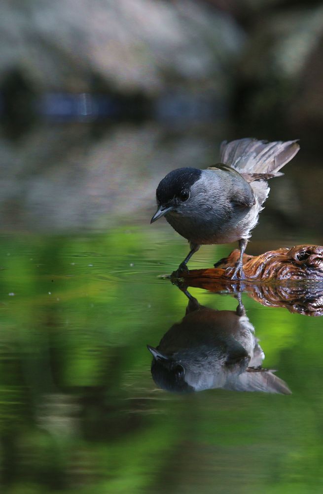 Kämpferische Gesellen
