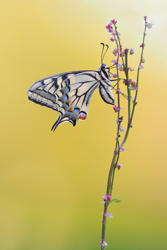 der erste Schwalbenschwanz