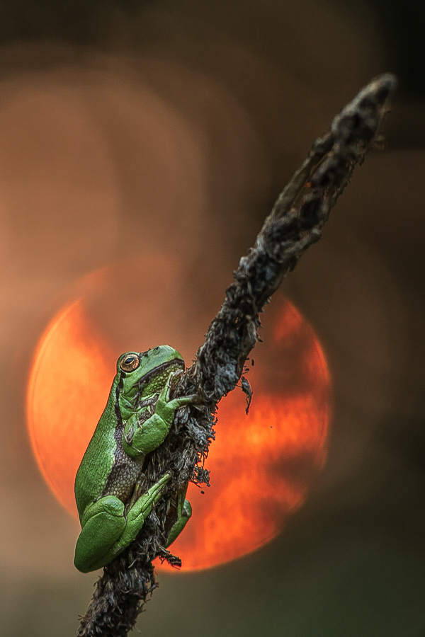 Sonnenuntergangsflare