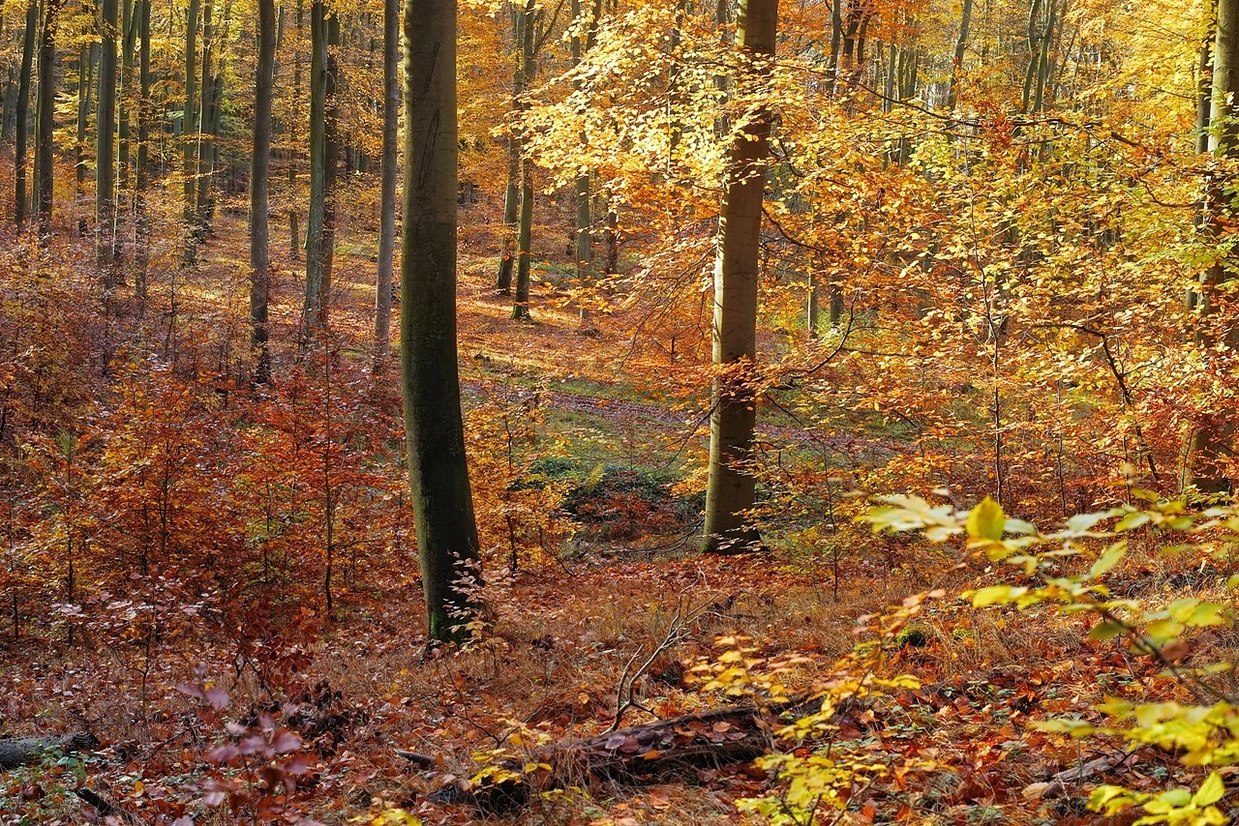 Bunt sind schon die Wälder 2