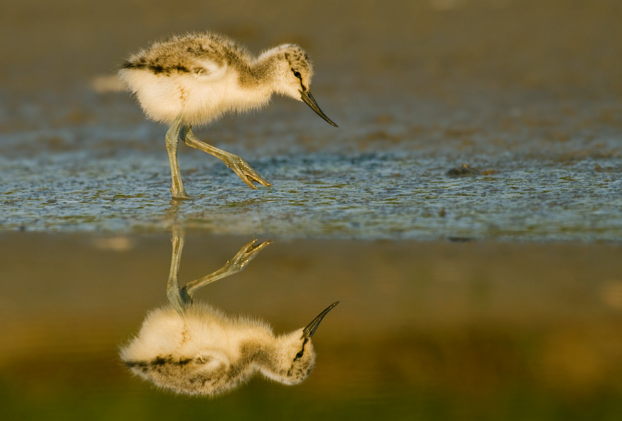 ~ Säbelschnäbler ~