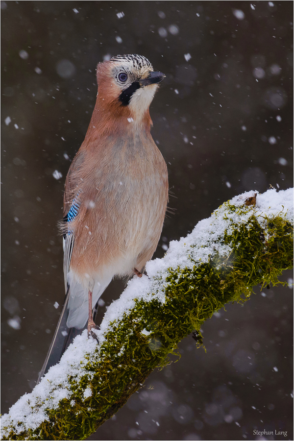 Von drauß´ vom Walde...