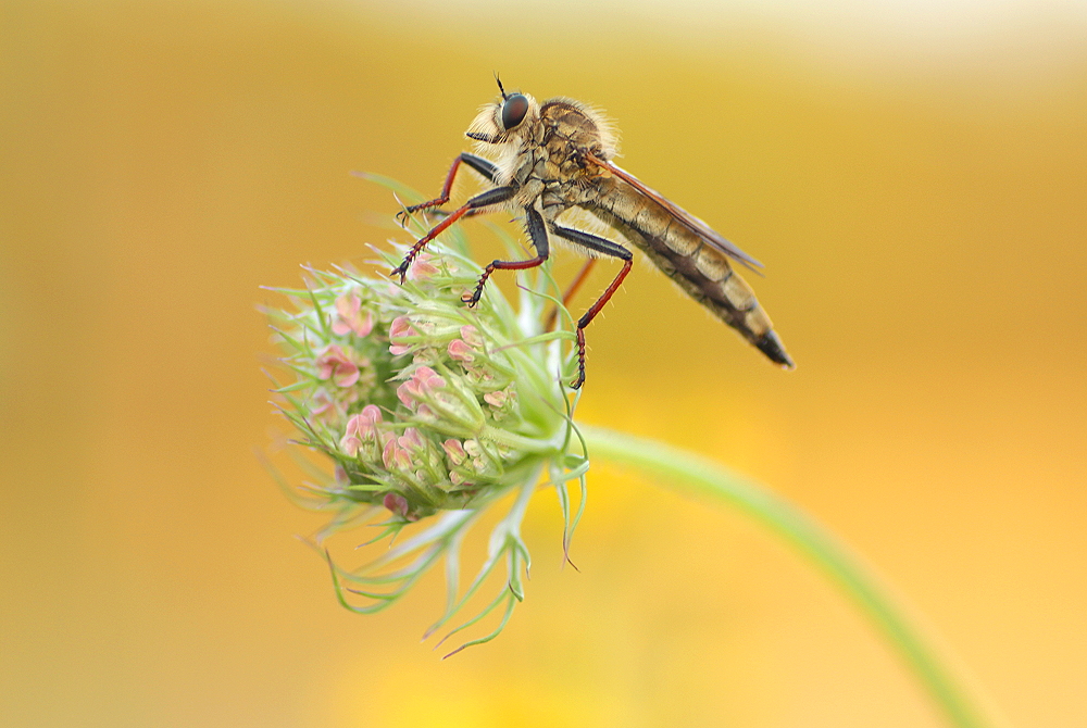 Auf der Möhrenblüte