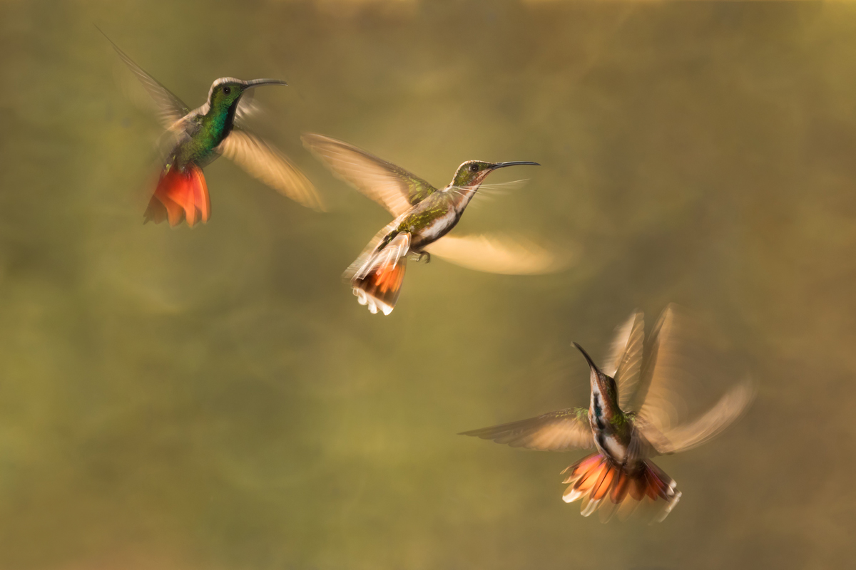 Dance of transparency