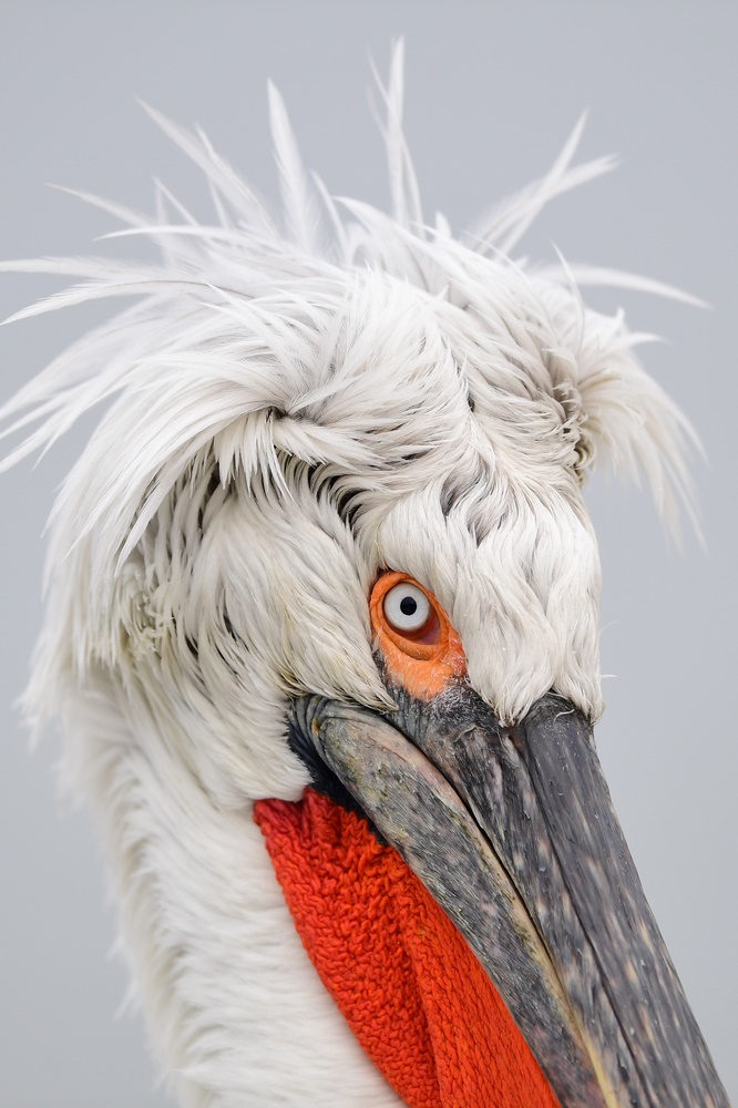 Kraus ist der Kopf...