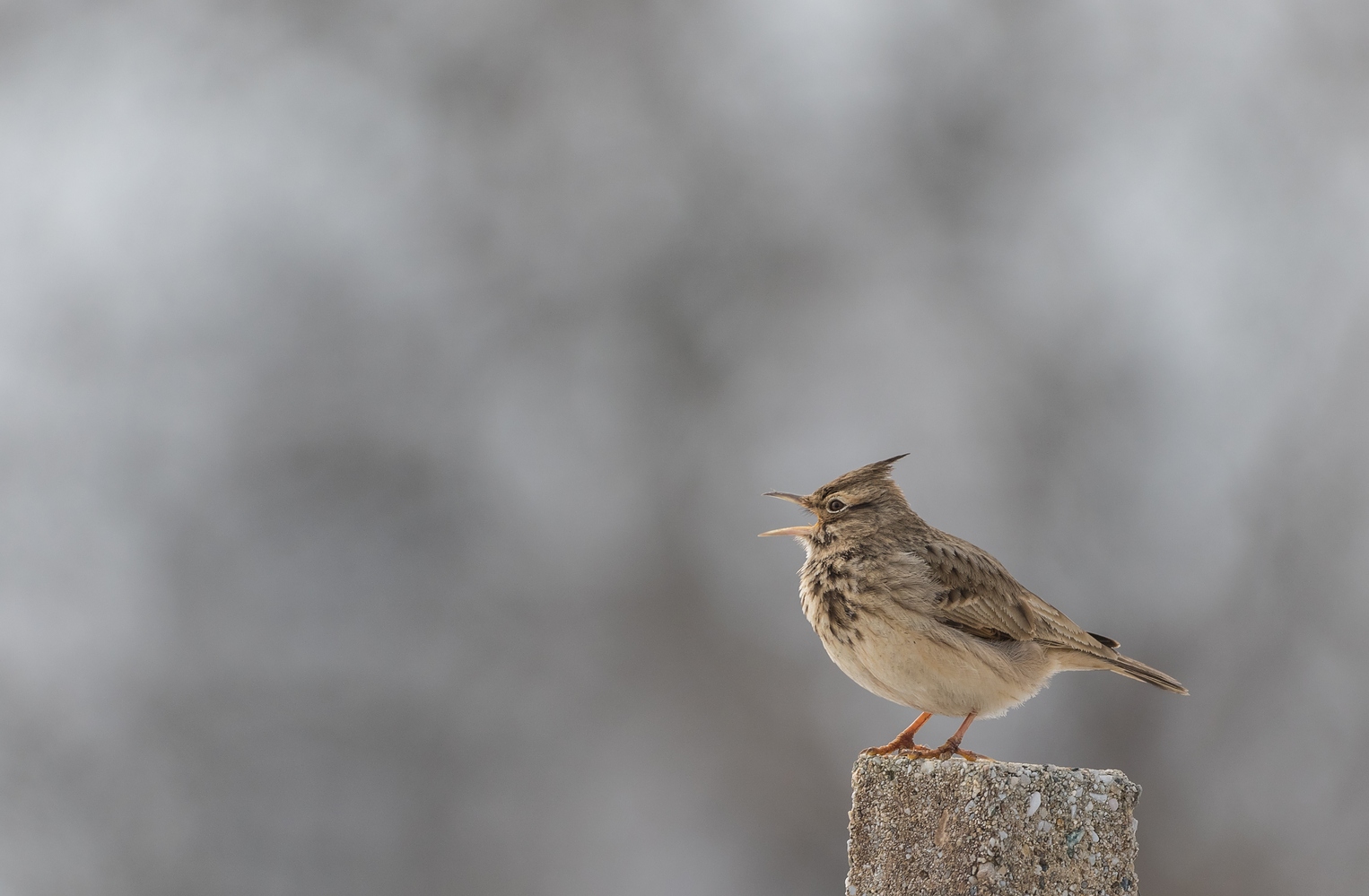 Ich singe dir ein Lied