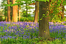 Bluebells