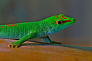 Phelsuma grandis