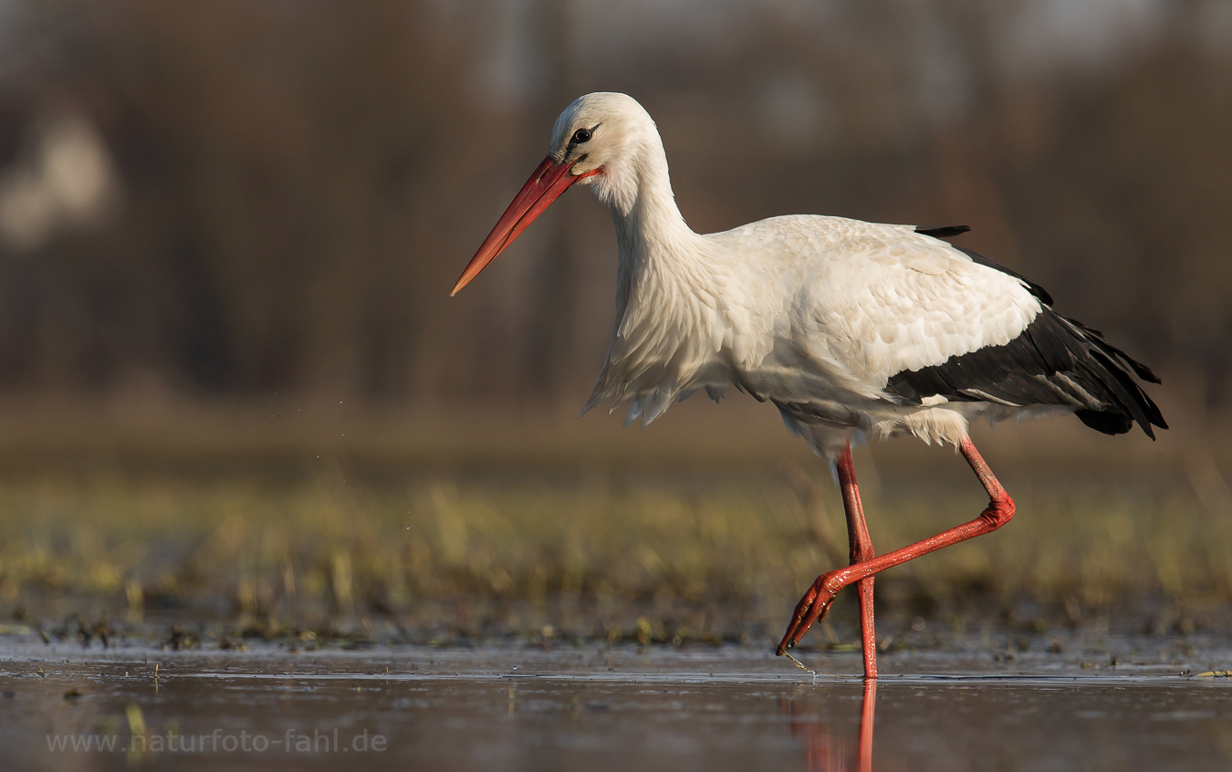 mein erstes Weißstorchfoto des Jahres