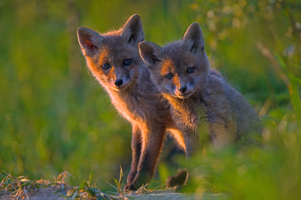 Brüderchen und Schwesterchen?