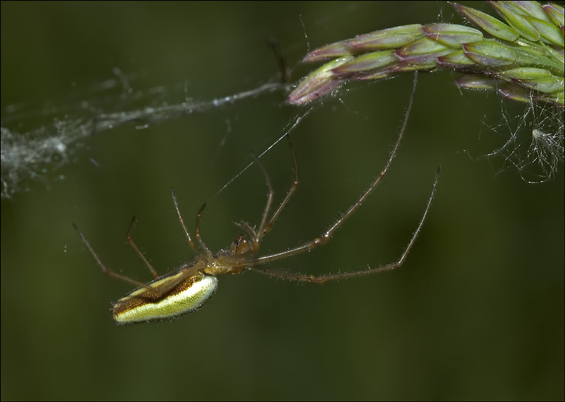 Tetragnatha extensa, ND