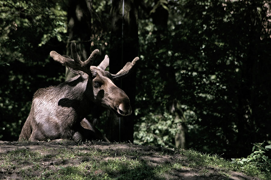 Der Elch ruht Zo
