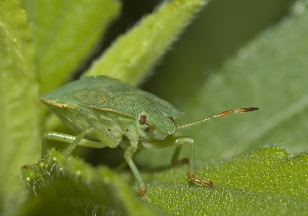 Palomena prasina, KD