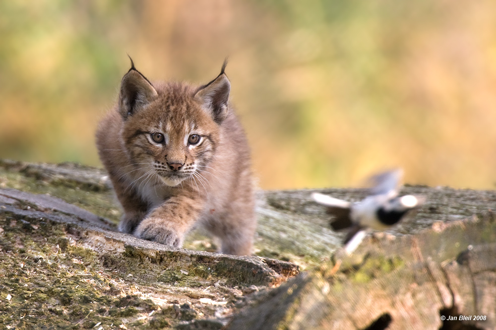 Auf der Jagd oder Früh übt sich