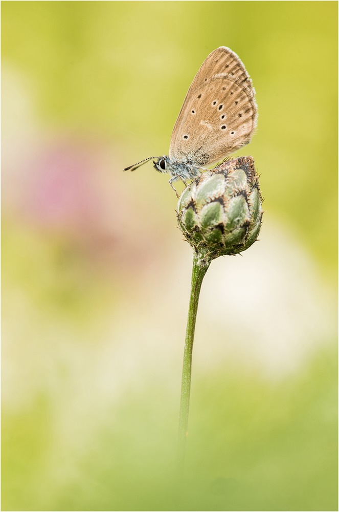 Kreuzenzian-Ameisen-Blauling