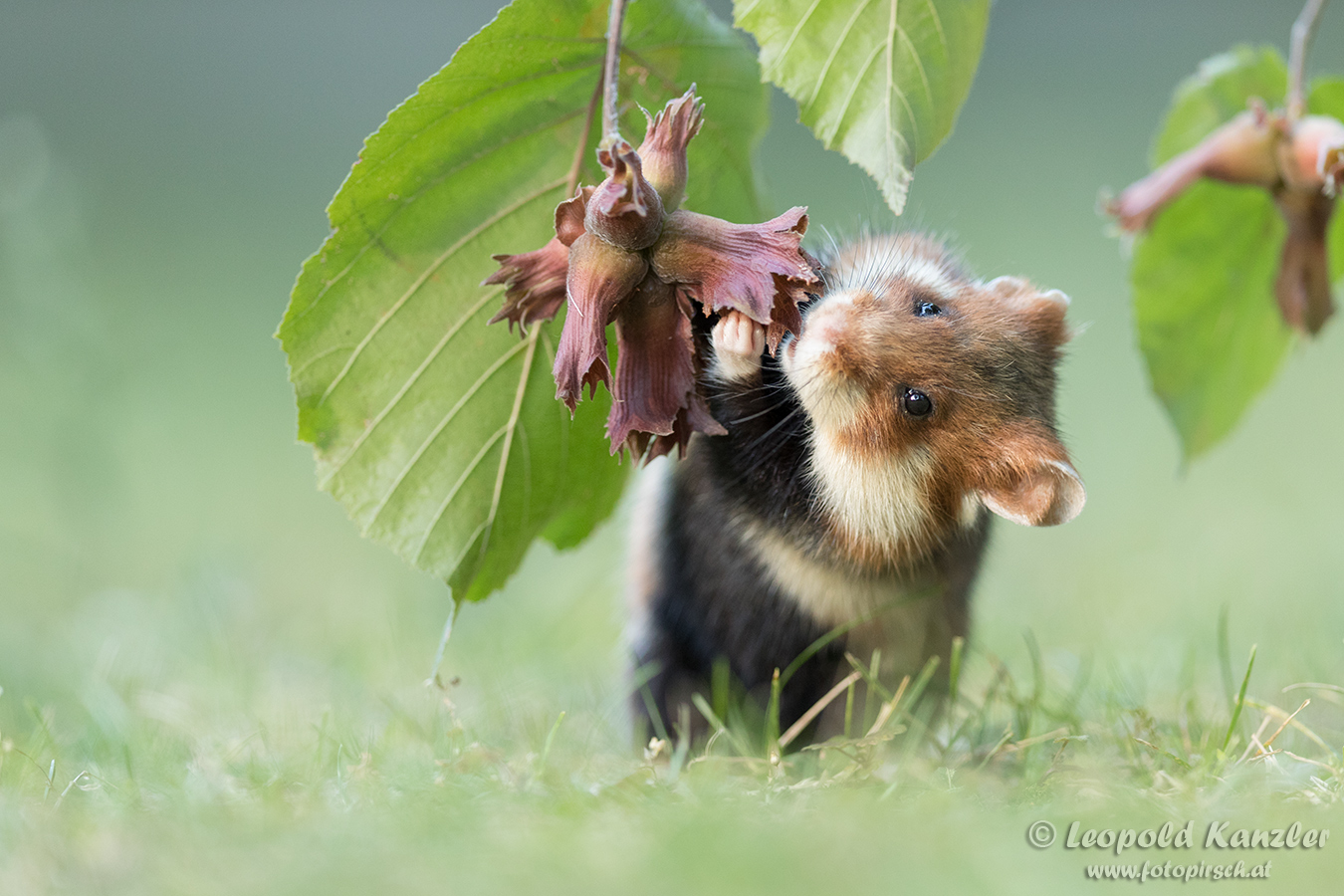 Die Haselnußernte....