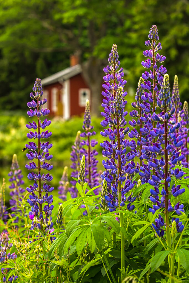 °°° scandinavia °°°