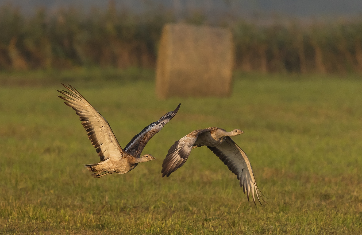 Ein Traum wurde wahr