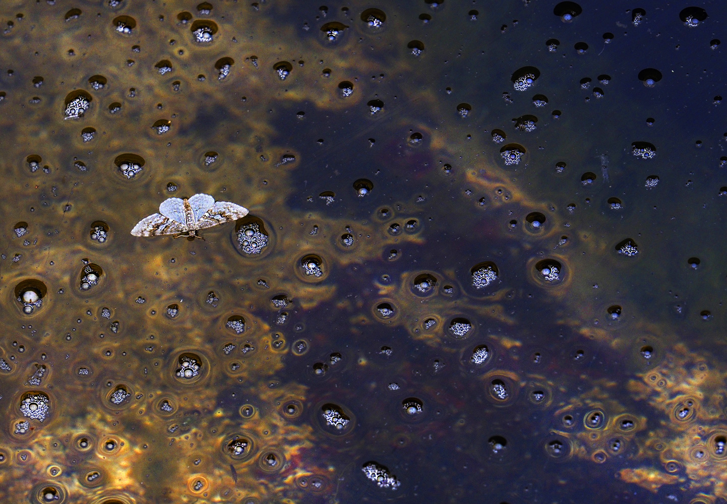 Zwischen den Luftblasen......