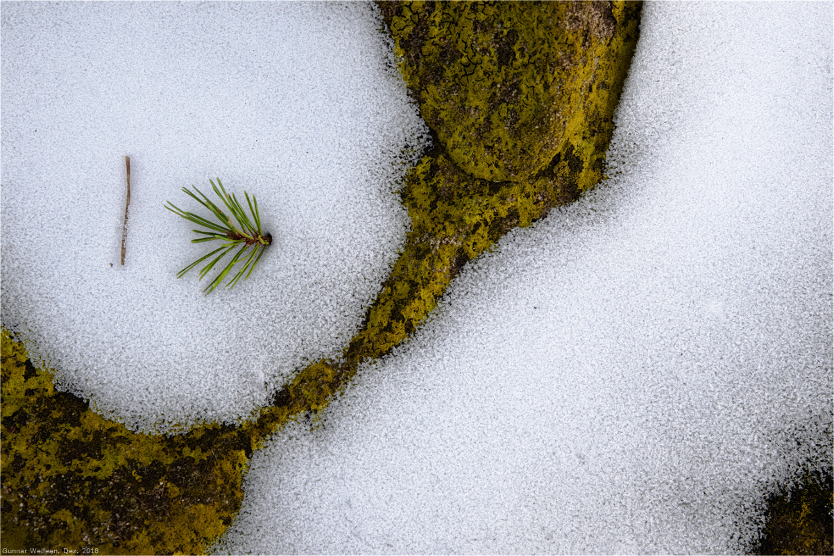 Der kleine Tannenbaum