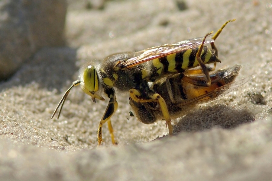 Wieder geschafft ...