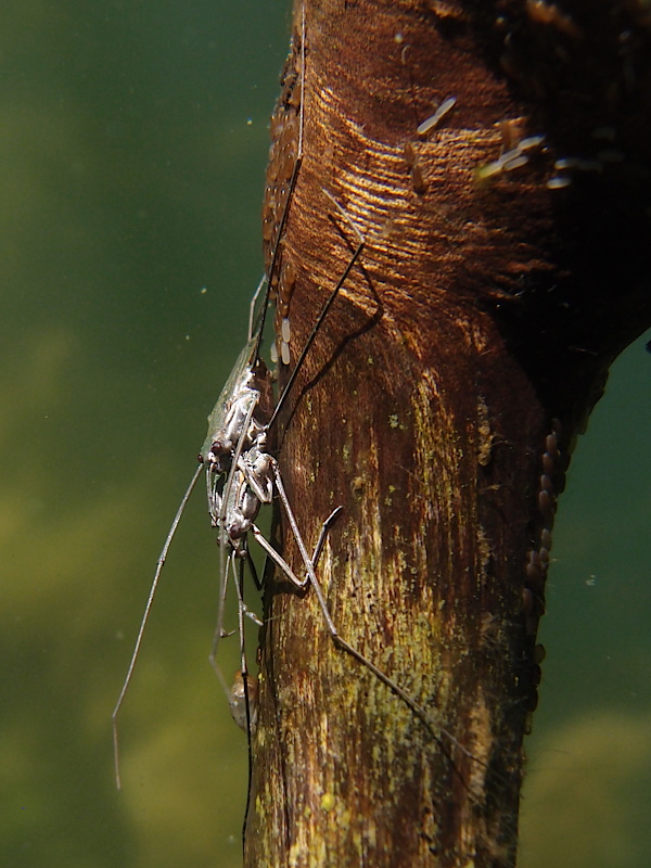 Wasserläufer bei der Eiablage