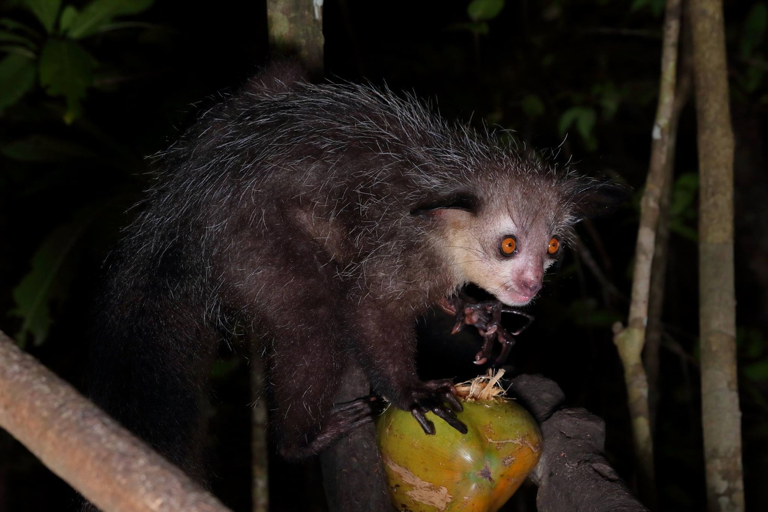 Aye Aye (Daubentonia madagascariensis)