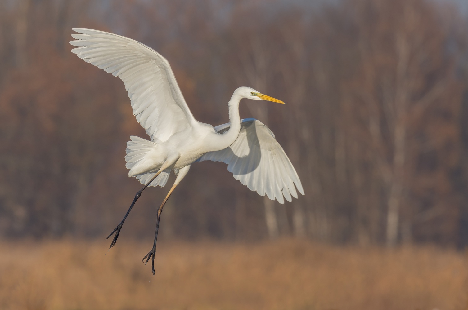 Silberreiher im Landeanflug