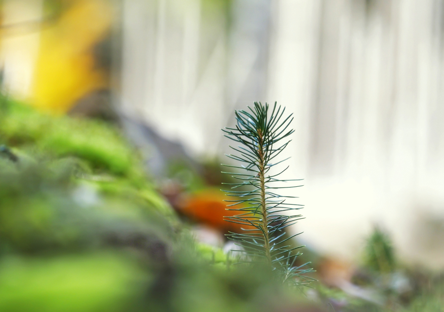 Der kleine Tannenbaum